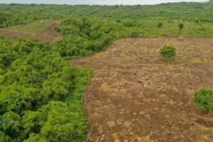 Pembukaan Lahan Baru Di Moyo Satonda