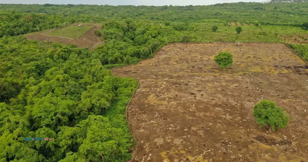 Pembukaan Lahan Baru Di Moyo Satonda