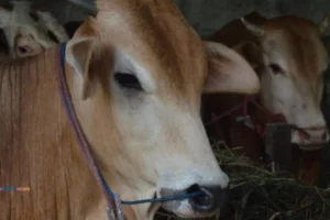 Sapi Kurban