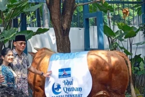 Sapi Kurban Partai Demokrat 1