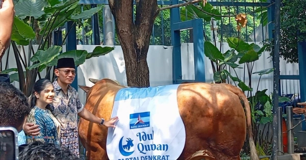 Sapi Kurban Partai Demokrat 1