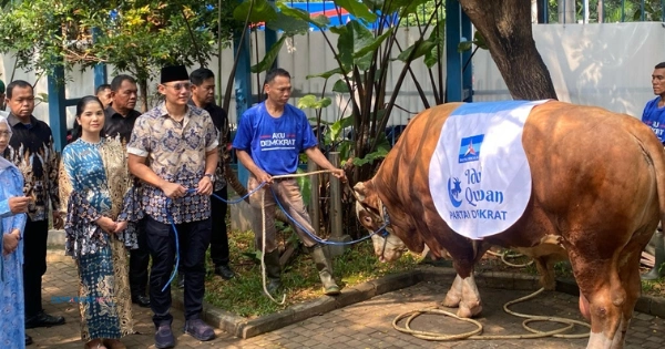 Sapi Kurban Partai Demokrat