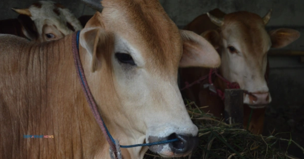 Sapi Kurban