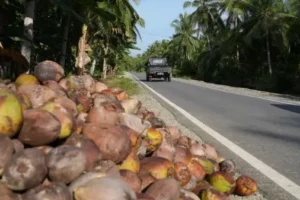 Akses Jalan Untuk Distribusi Hasil Panen