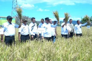 Wali Kota Bima Tinjau Hasil Panen Padi