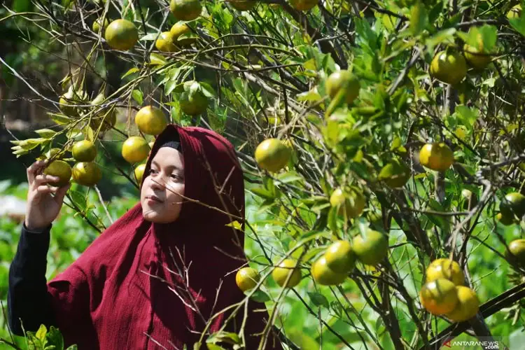 Petik Jeruk Di Desa Bonjeruk